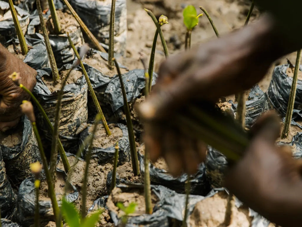 Turning Every Order into a Force for Good: Why Tree Planting Is the Smartest Investment for eCommerce Brands